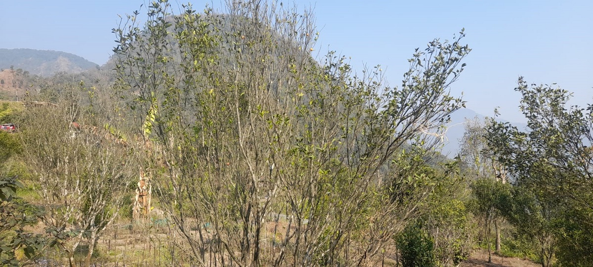 ‘पकेट’ क्षेत्रमै सुन्तलाको बोट मर्न थालेपछि इलामका किसान चिन्तित