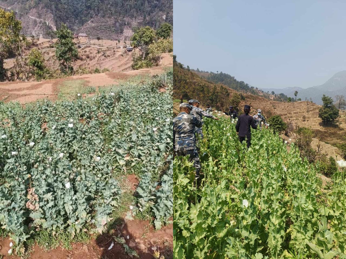 प्रहरीद्वारा करिब ५ बिगाहा क्षेत्रमा लगाइएको ‘अफिम खेती’ नष्ट