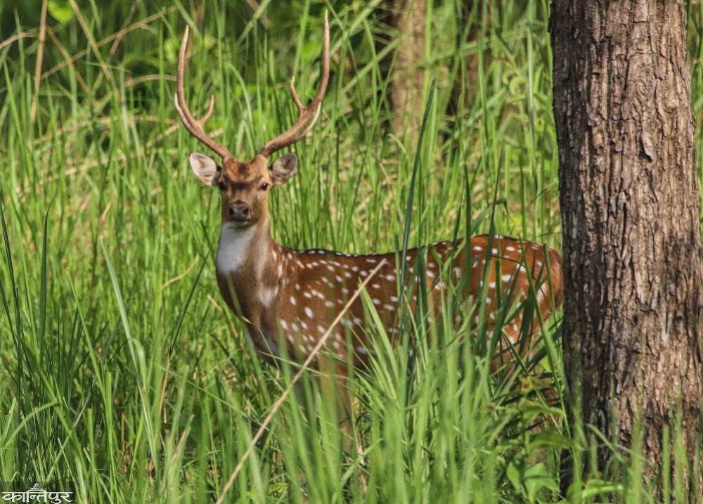 झापामा दुर्लभ पोथी चित्तलको उद्धार
