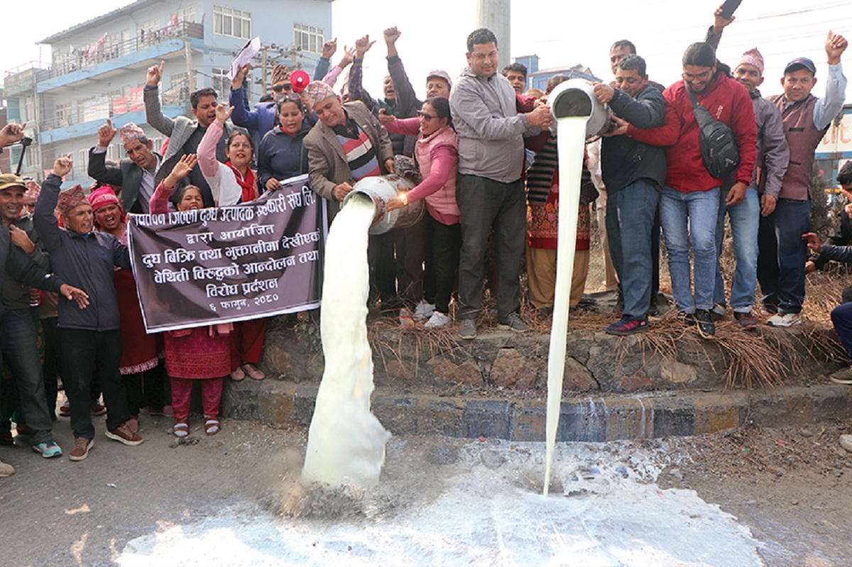 दूध बिक्री नभएपछि दैनिक ४२ लाख घाटा बेहोर्दै चितवनका किसान !