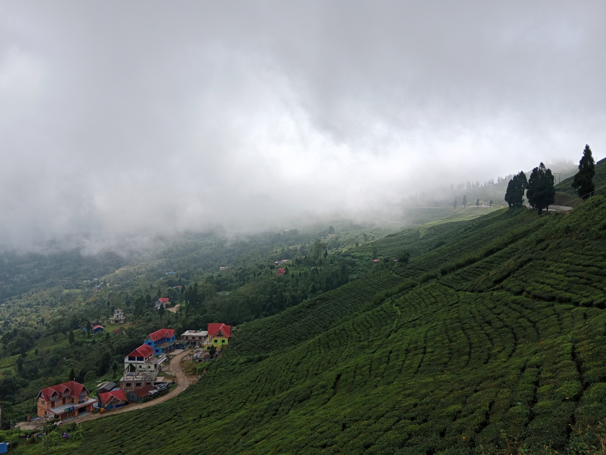 कार्यविधि बनेको ६ वर्षपछि सूर्योदयमा प्राङ्गारिक चियाखेती अभियान