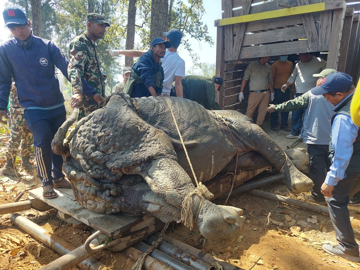 कावासोतीबाट गैँडा स्थानान्तरण सुरु