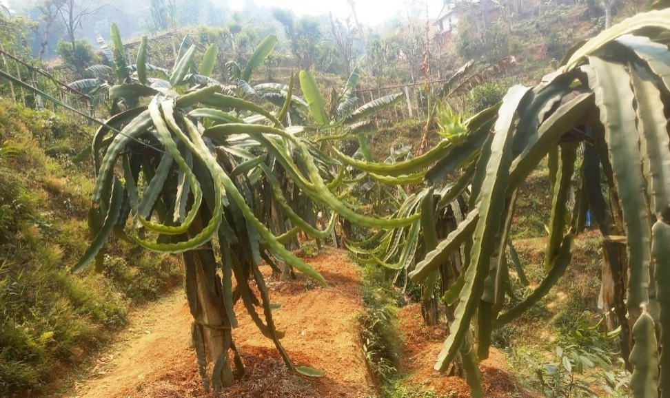कोरियाबाट फर्केका शिवको लोभलाग्दो ‘ड्रागन फ्रूट’ खेती