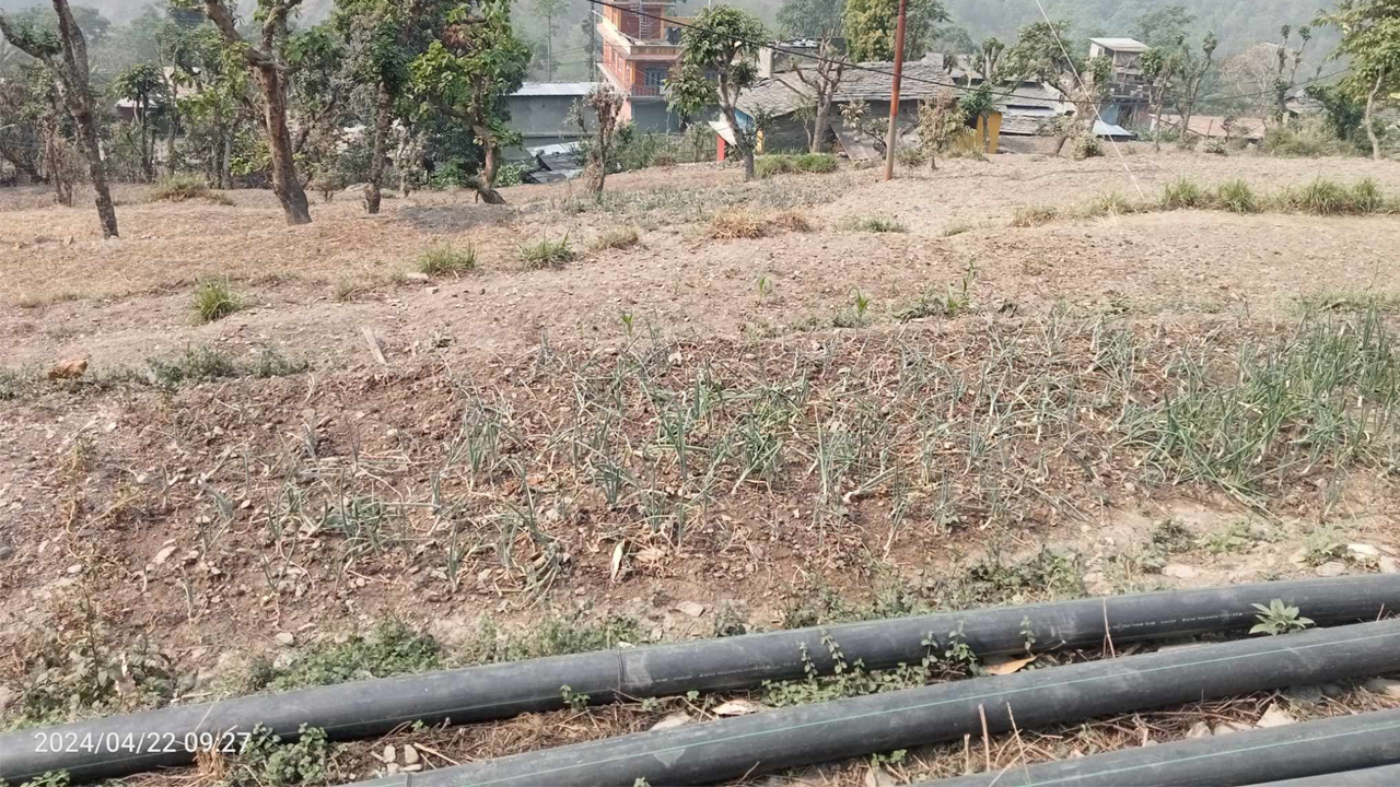 खडेरीले खेतबारीमै बाली सुक्न थालेपछि चिन्तित बन्दै किसान