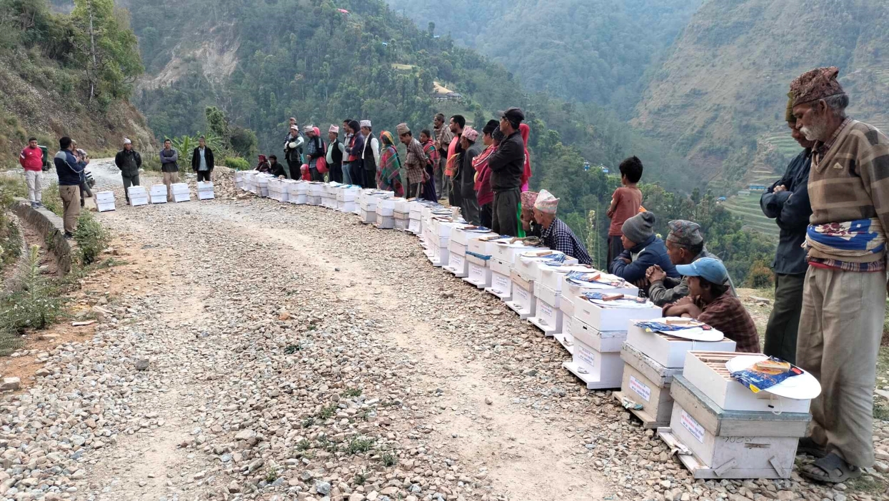रुकुमपश्चिममा कृषकलाई गोलासहितको मौरीघार वितरण