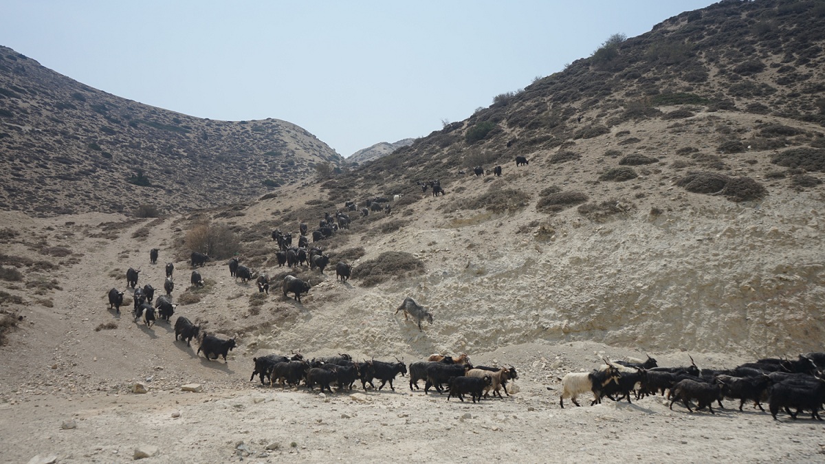 याक चौरी पालक किसानलाई रेनकोट वितरण