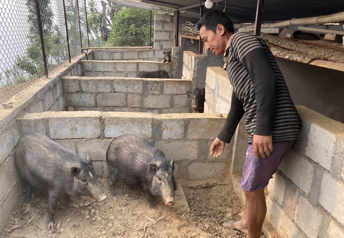 गोरखामा अफ्रिकन स्वाइन फिभरबाट २५० सुँगुर/बङ्गुर मरे