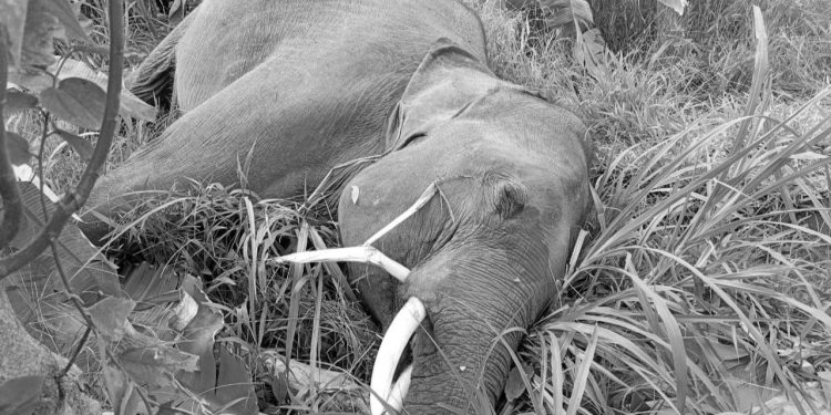 झापामा एक वर्षमा मरे ४ हात्ती, हात्तीको आक्रमणमा परी ६ जनाको मृत्यु