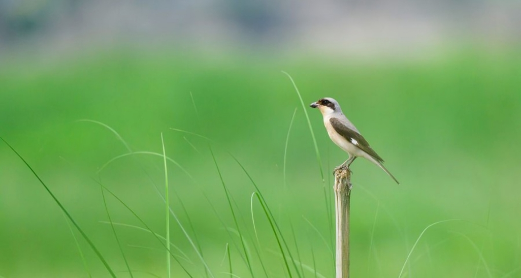 युरोपको रैथाने चरा भक्तपुरमा देखियो