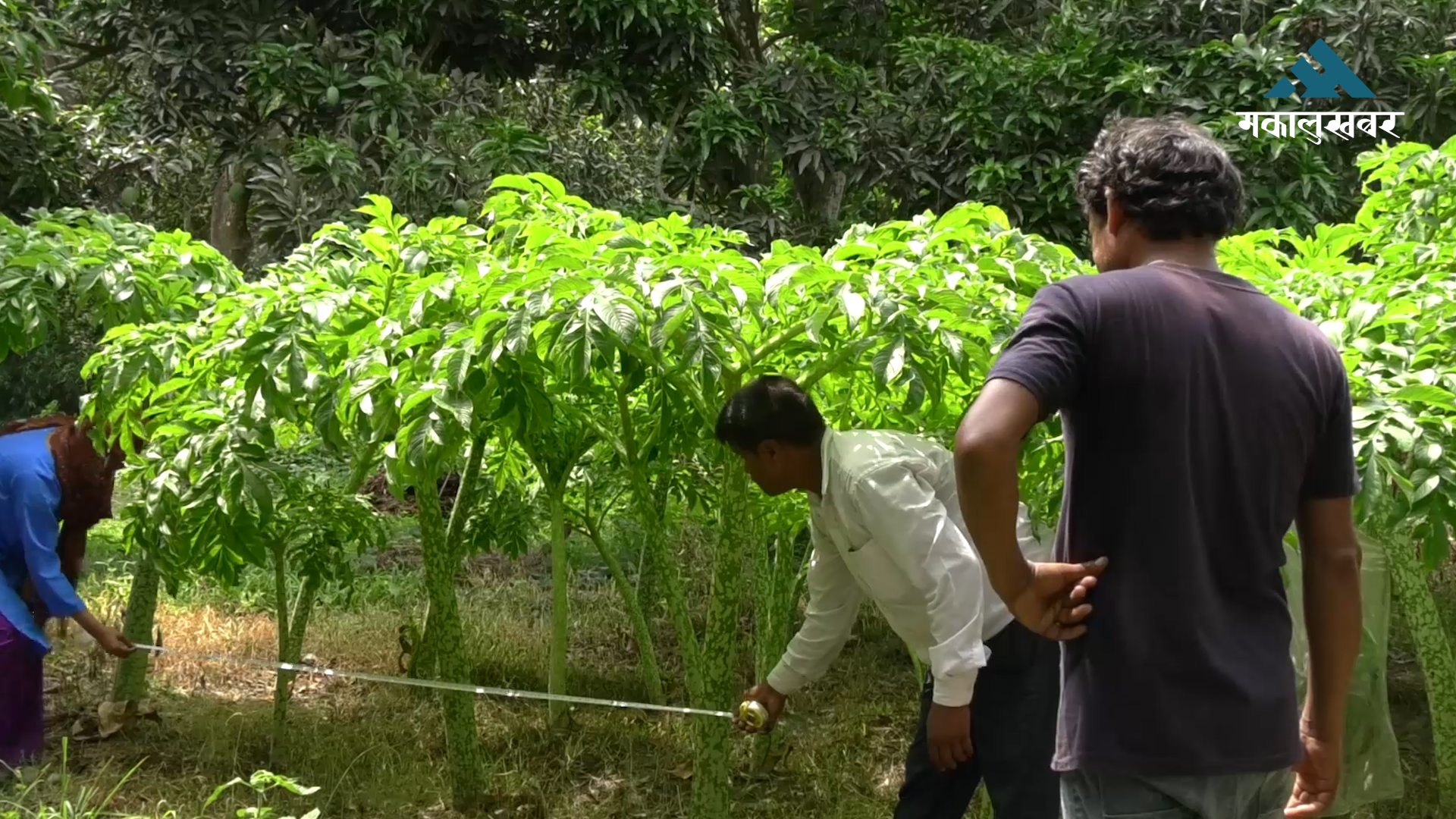 बीउ र बजारको अभावले घट्दैछ ओल खेती (भिडिओ रिपोर्ट)