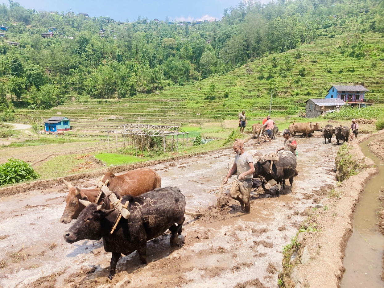 हाते ट्र्याक्टर छोडेर गोरु पाल्दै किसान