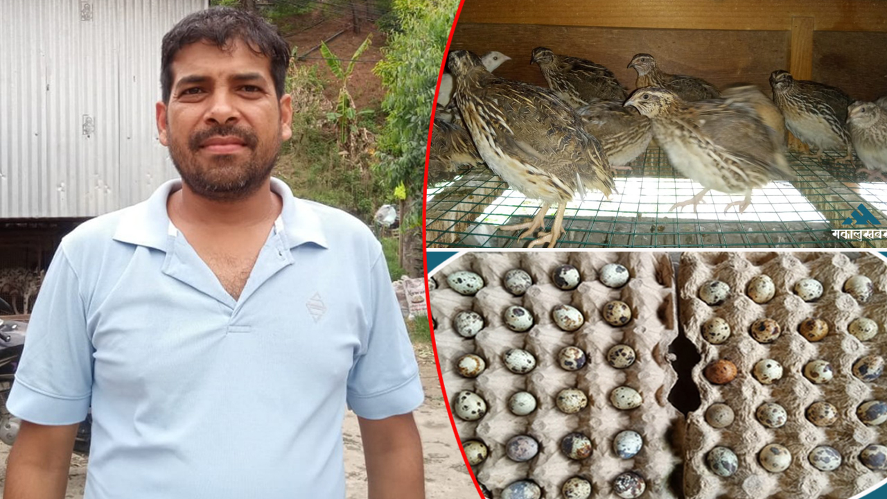 कुबेरको फस्टाउँदै गएको बट्टाई पालन व्यवसायमा लागेको ब्रेक !