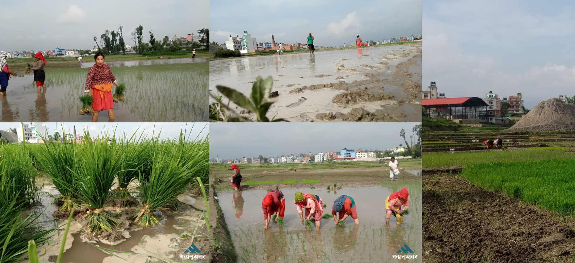 छुपुमा छुपु हिलोमा धान रोपेर छोडौंला…(तस्बिरहरू)
