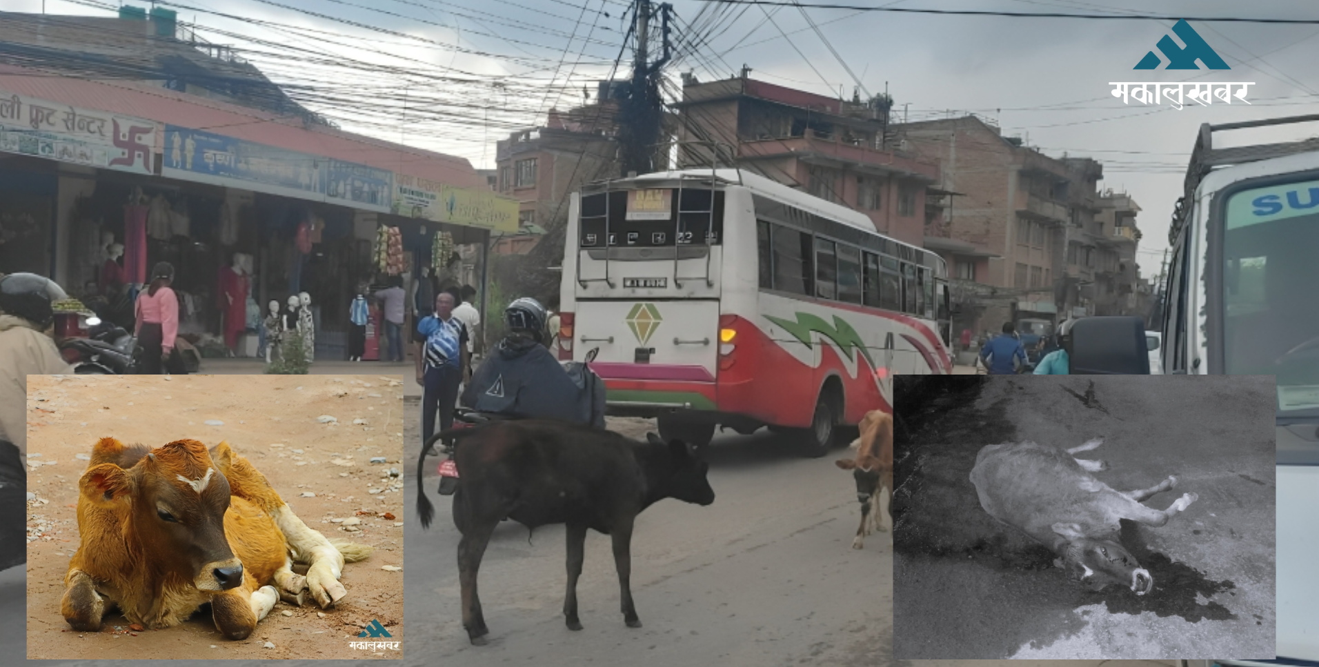 दूध दिउन्जेलसम्म गाई, दिन छोडेपछि बाईबाई !