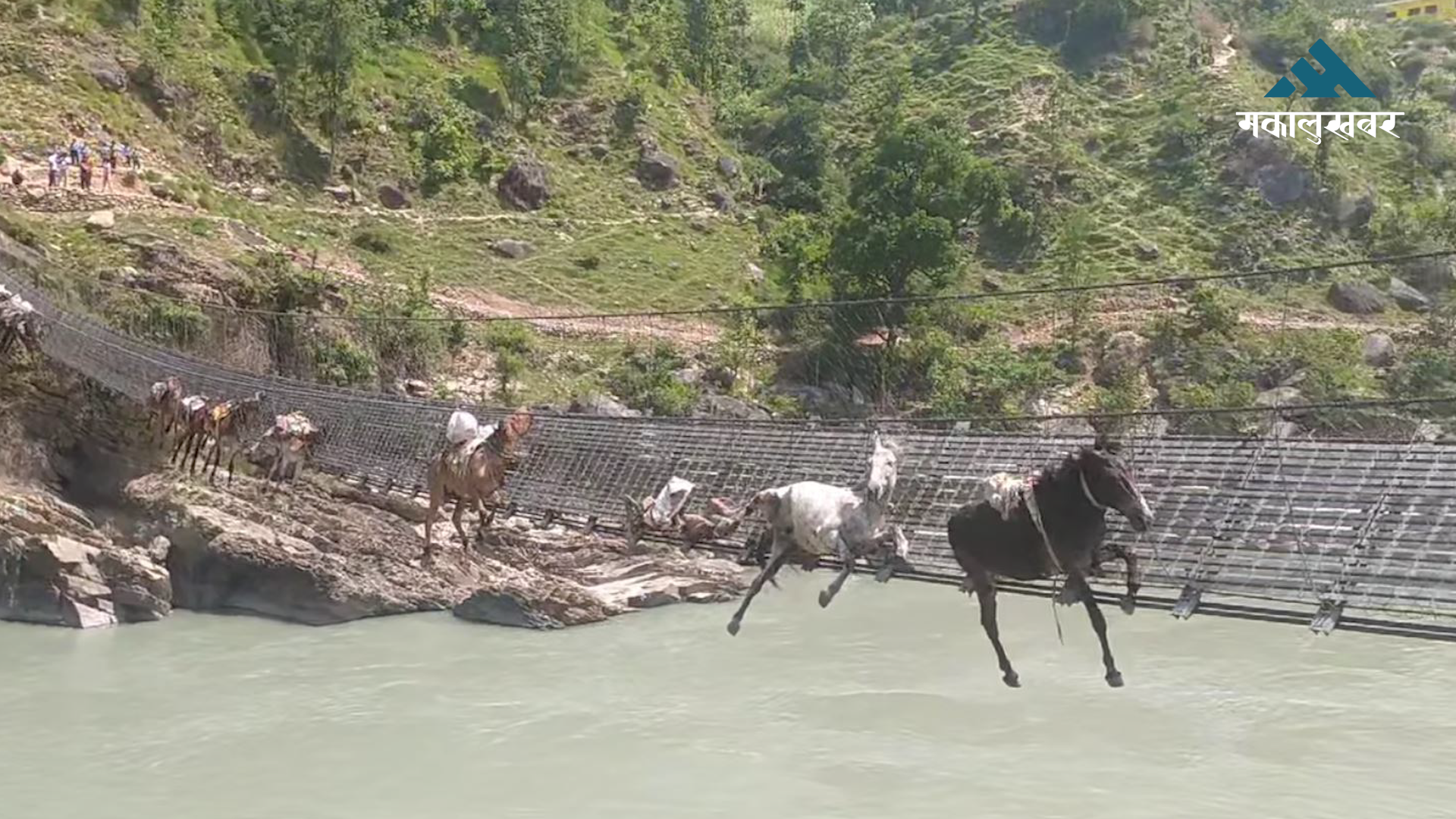 झोलुङ्गे पुलमा अड्किएका ९ खच्चरको उद्धार, २ खच्चर मरे