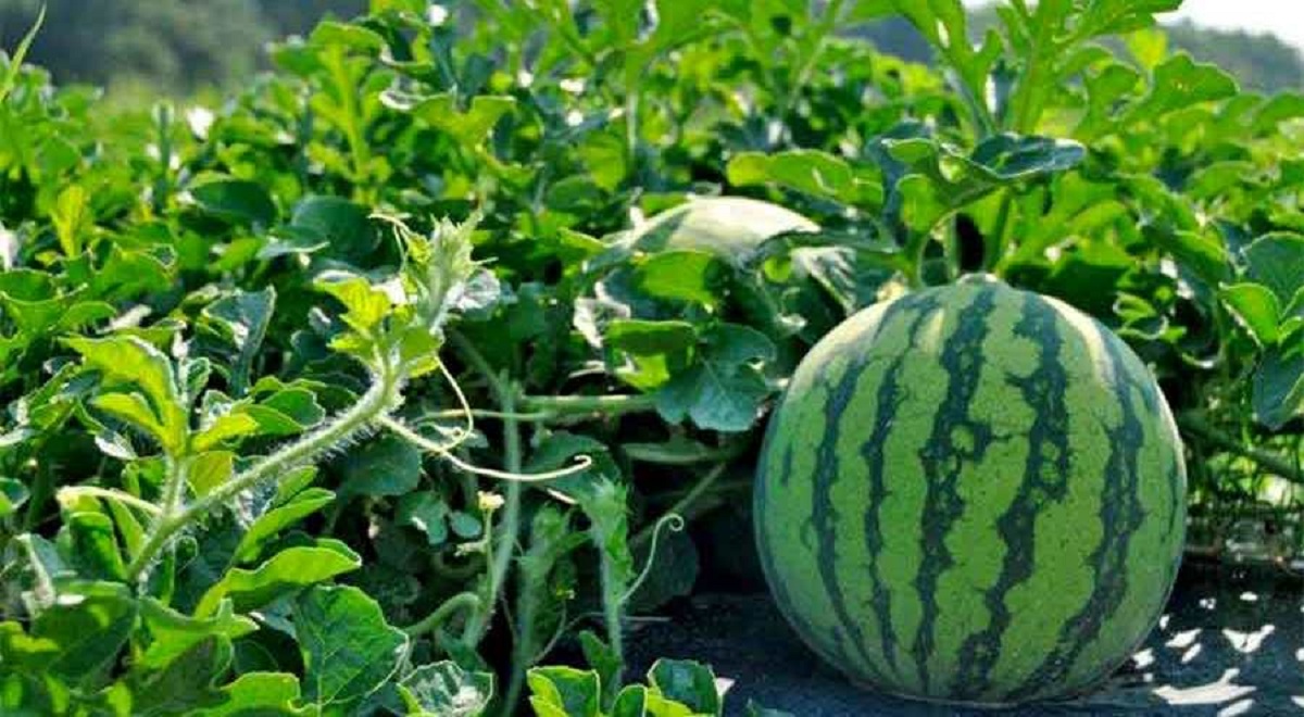तरबुजाखेतीबाट मनग्य आम्दानी गर्दै दाङका किसान
