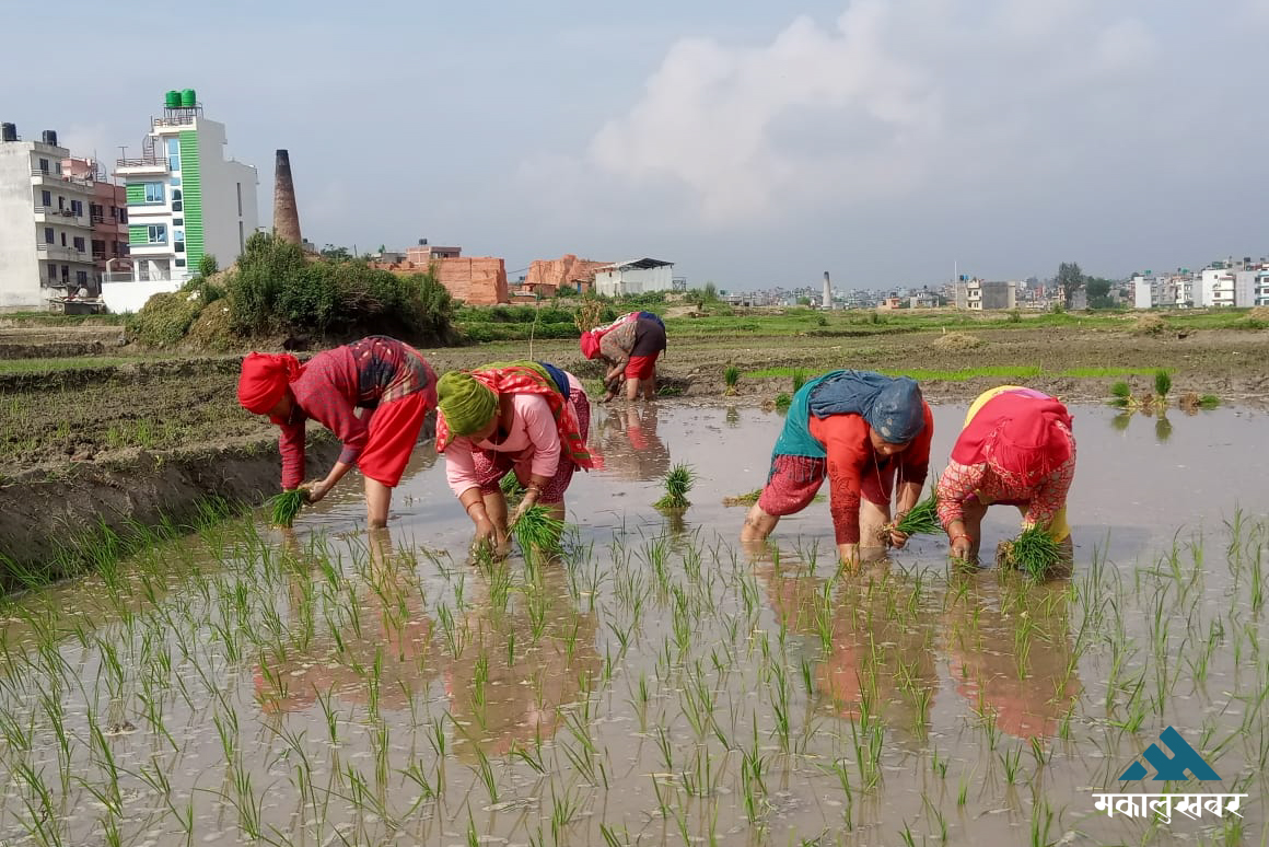 चितवनमा रोपार पाउनै मुस्किल