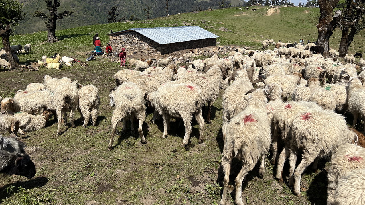 सडकले दिएको सुविधा : लेकमा धमाधम बन्दैछन् भेडीगोठ