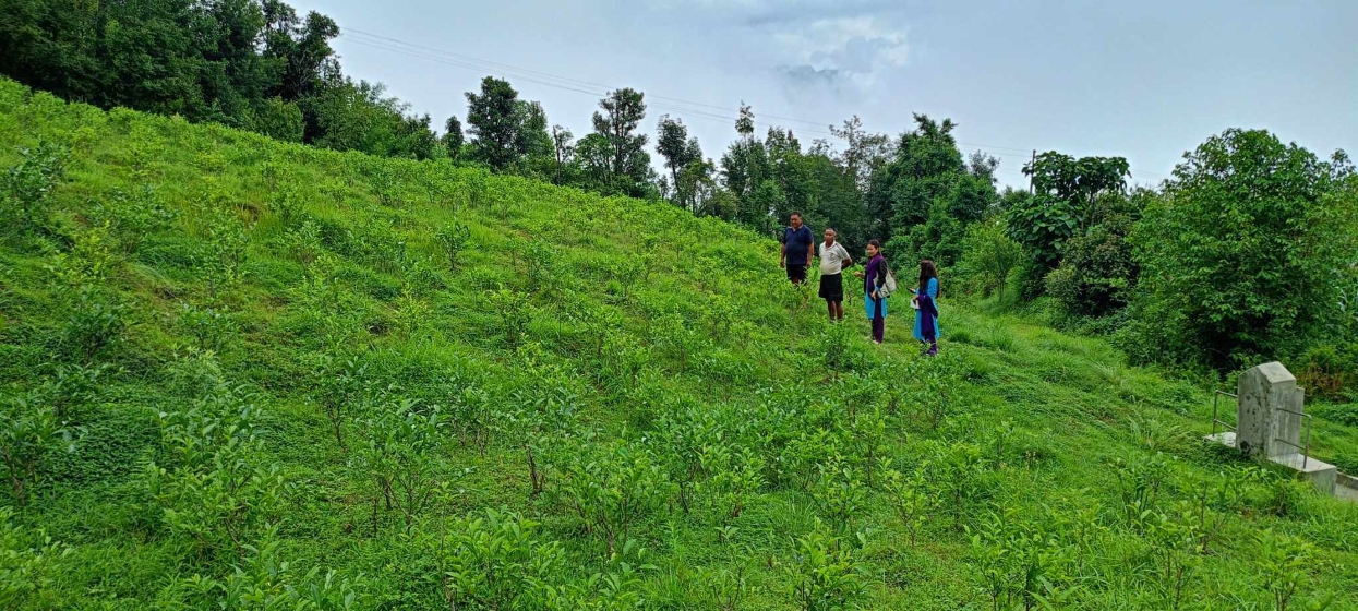 झाडी फाँडेर चियाखेती !