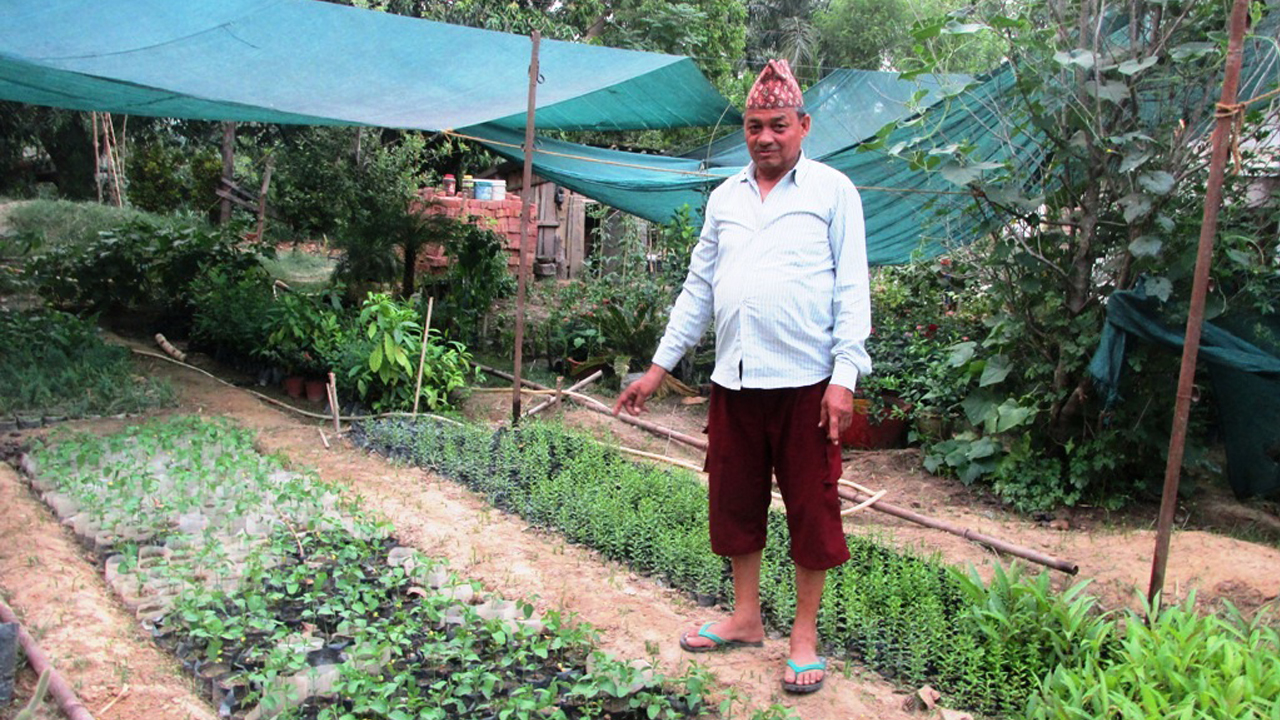 नर्सरी व्यवसायमा धामी परिवारका तीन दशक, २५ जनालाई रोजगारी, वर्षमा ५५ लाखका बिरुवा बिक्री