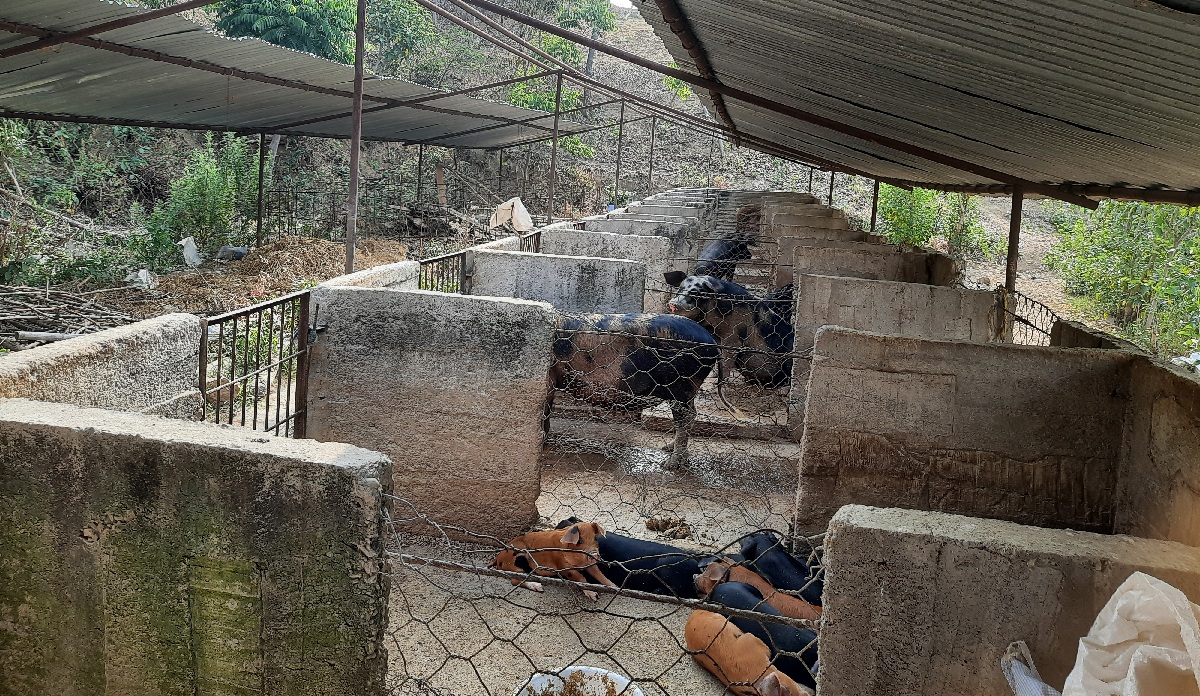 अफ्रिकन ‘स्वाइन फिभर’ बाट तीन सय बङ्गुर मरे, केही किसानको फार्म नै रित्तियो