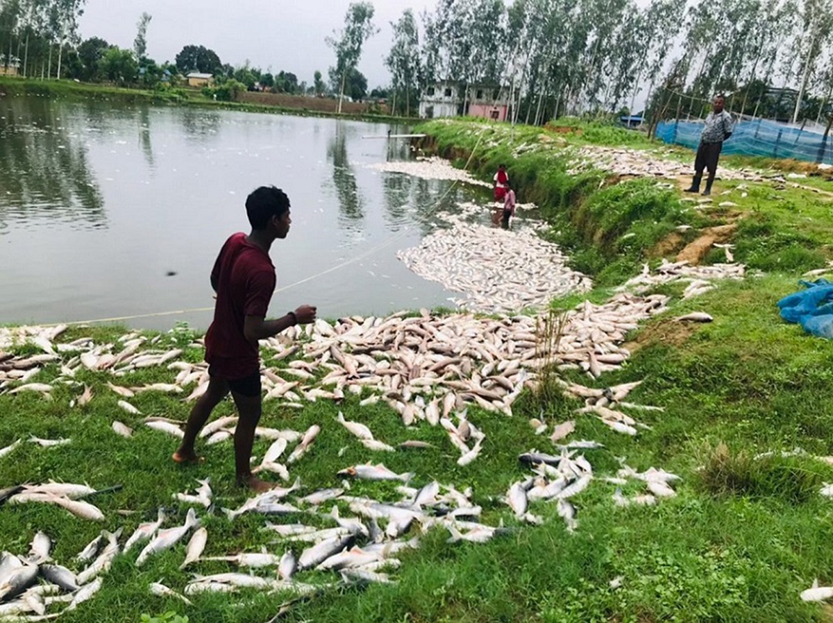 माछा मरेपछि साठी लाख बराबरको क्षति, पोखरीको पानी परीक्षणका लागि पठाइयो