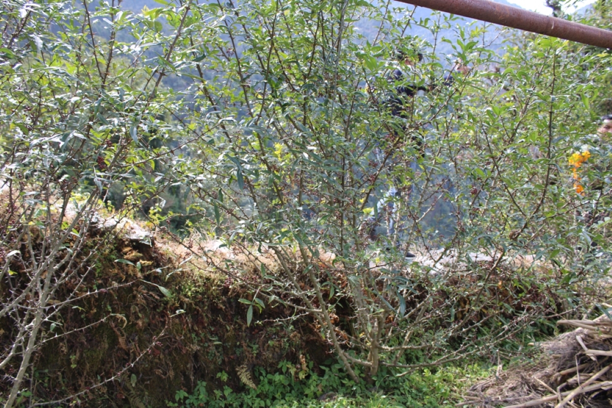 म्याग्दीका किसान टिम्मुरखेतीतर्फ आकर्षित