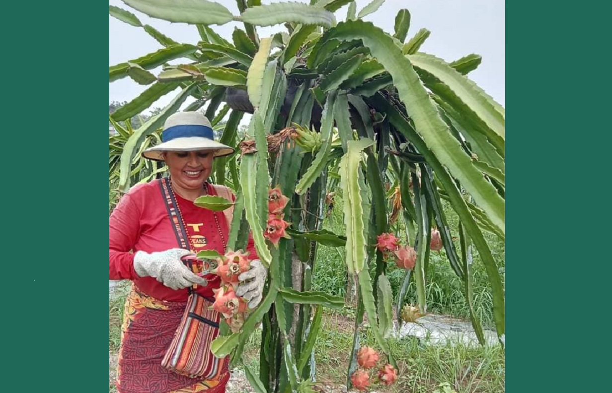 ड्रागन फ्रुट बिक्रीबाट वार्षिक १६ लाख आम्दानी लिँदै तनहुँका किसान