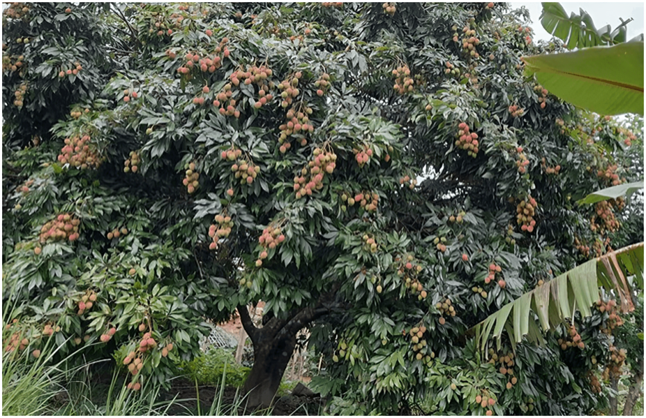 एउटै पालिकामा ७४ मेट्रिक टन लिच्ची फल्यो
