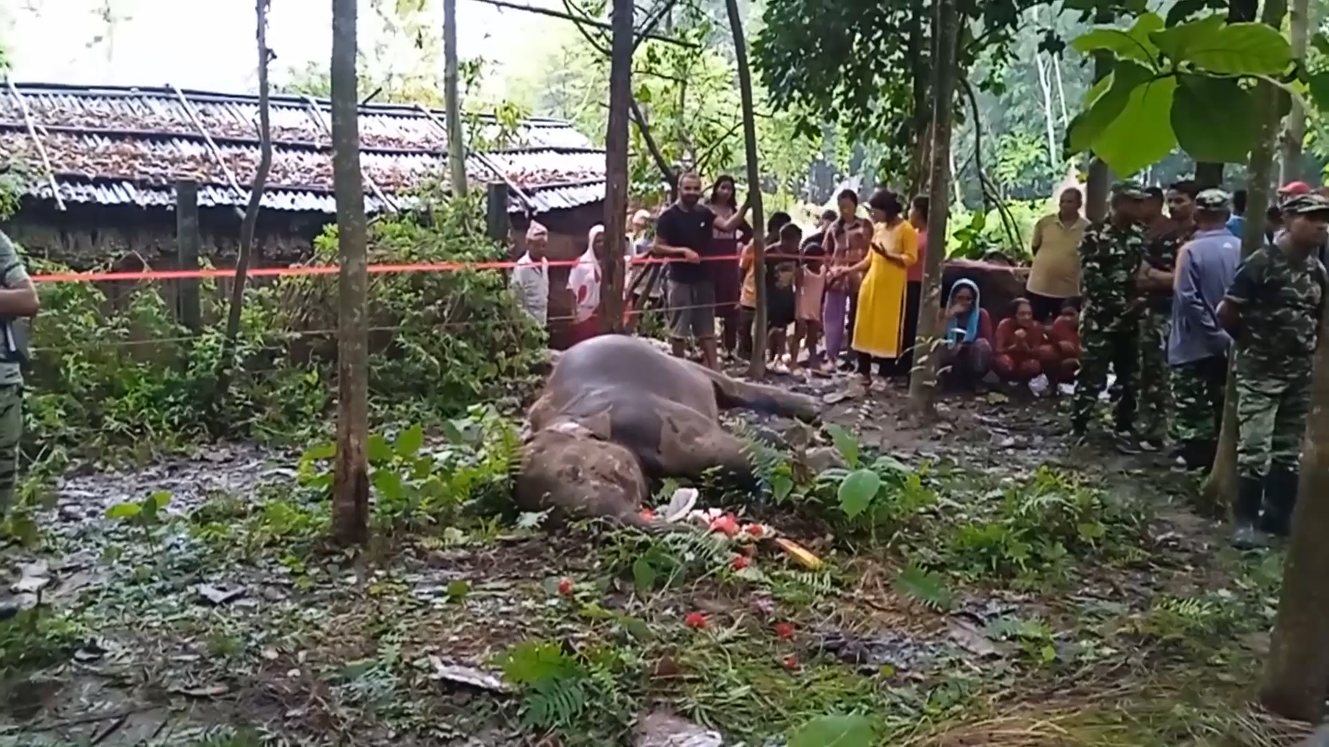 मोरङको बेलबारीमा पोथी हात्ती मृत फेला