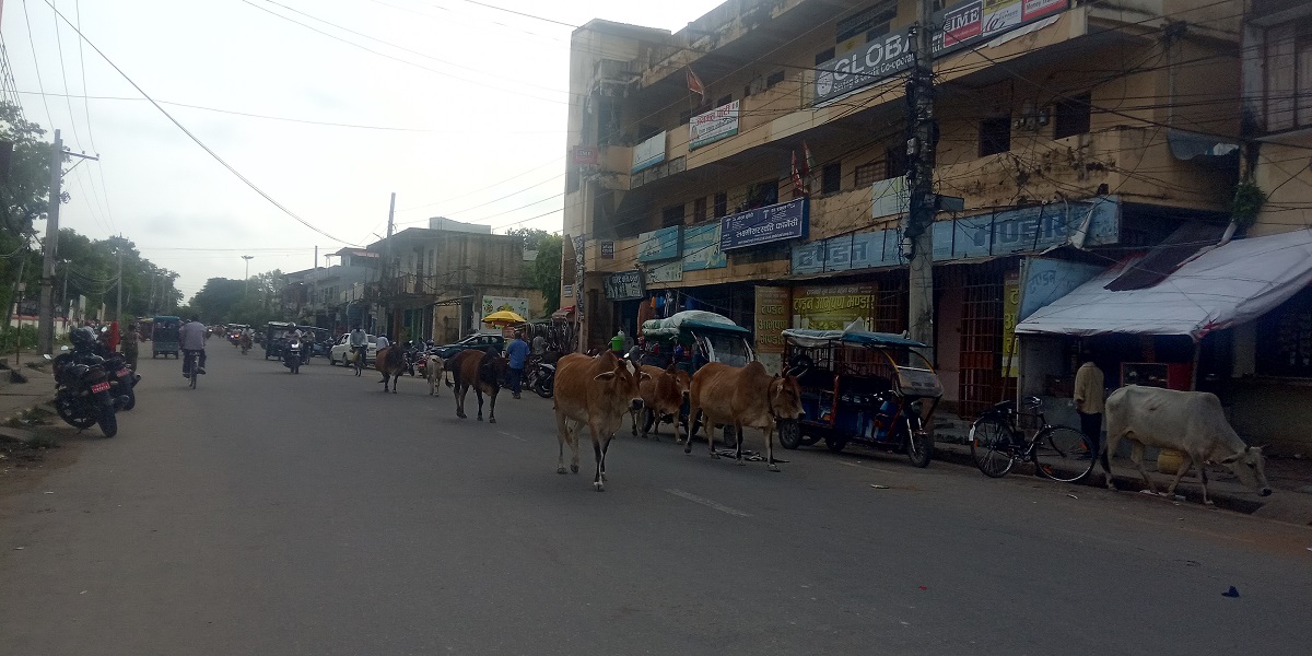 लुम्बिनी प्रदेशमा करिब १२ हजार सात सय छाडा चौपाय : सर्वेक्षण