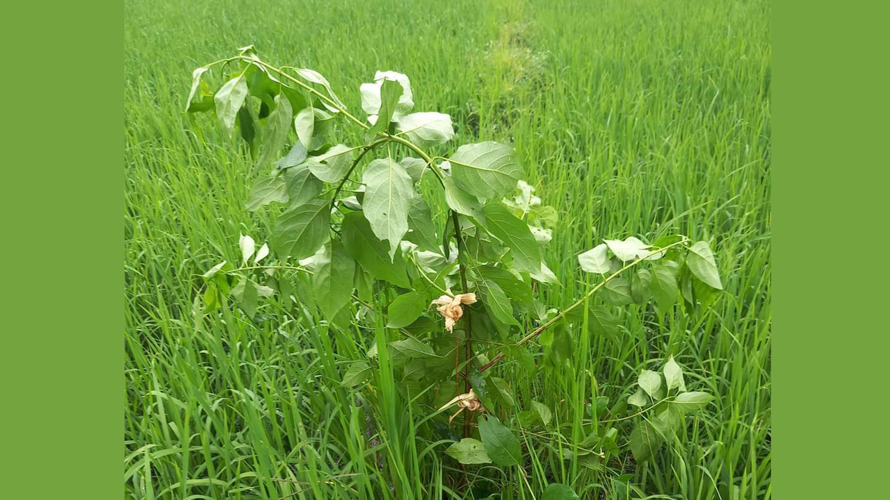 लोप हुँदै हरेलो संस्कृति