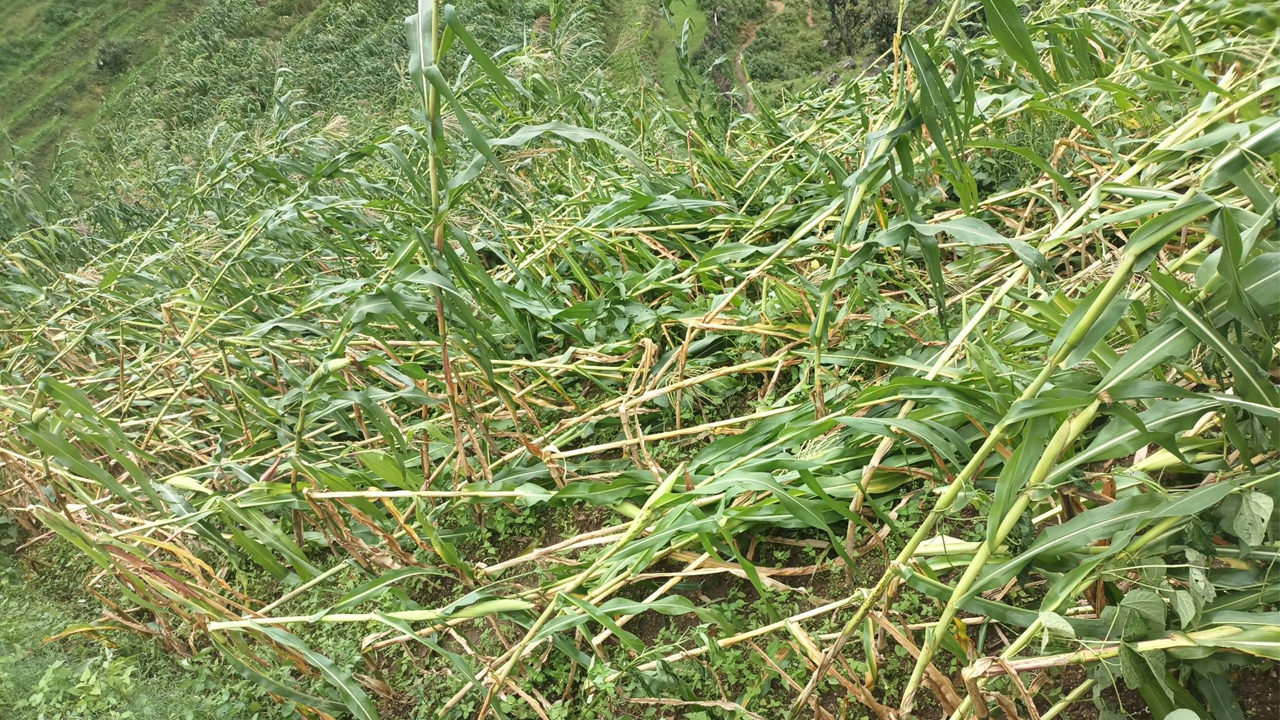 हावाहुरीले गाउँभरीकै मकै बाली नष्ट