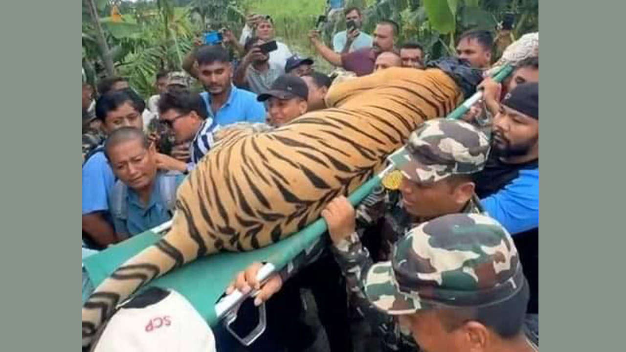 कञ्चनपुरमा मान्छे खाने बाघ नियन्त्रणमा