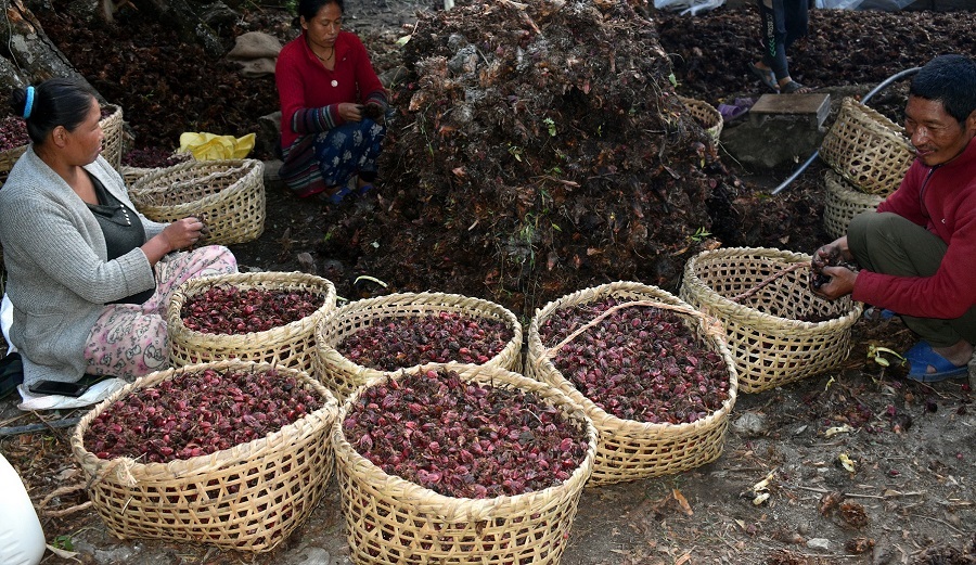 लमजुङमा अलैँची बिक्रीबाट २४ करोड आम्दानी