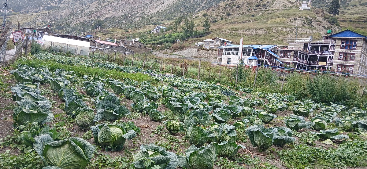 व्यावसायिक खेतीबाट वार्षिक ३० लाख आम्दानी
