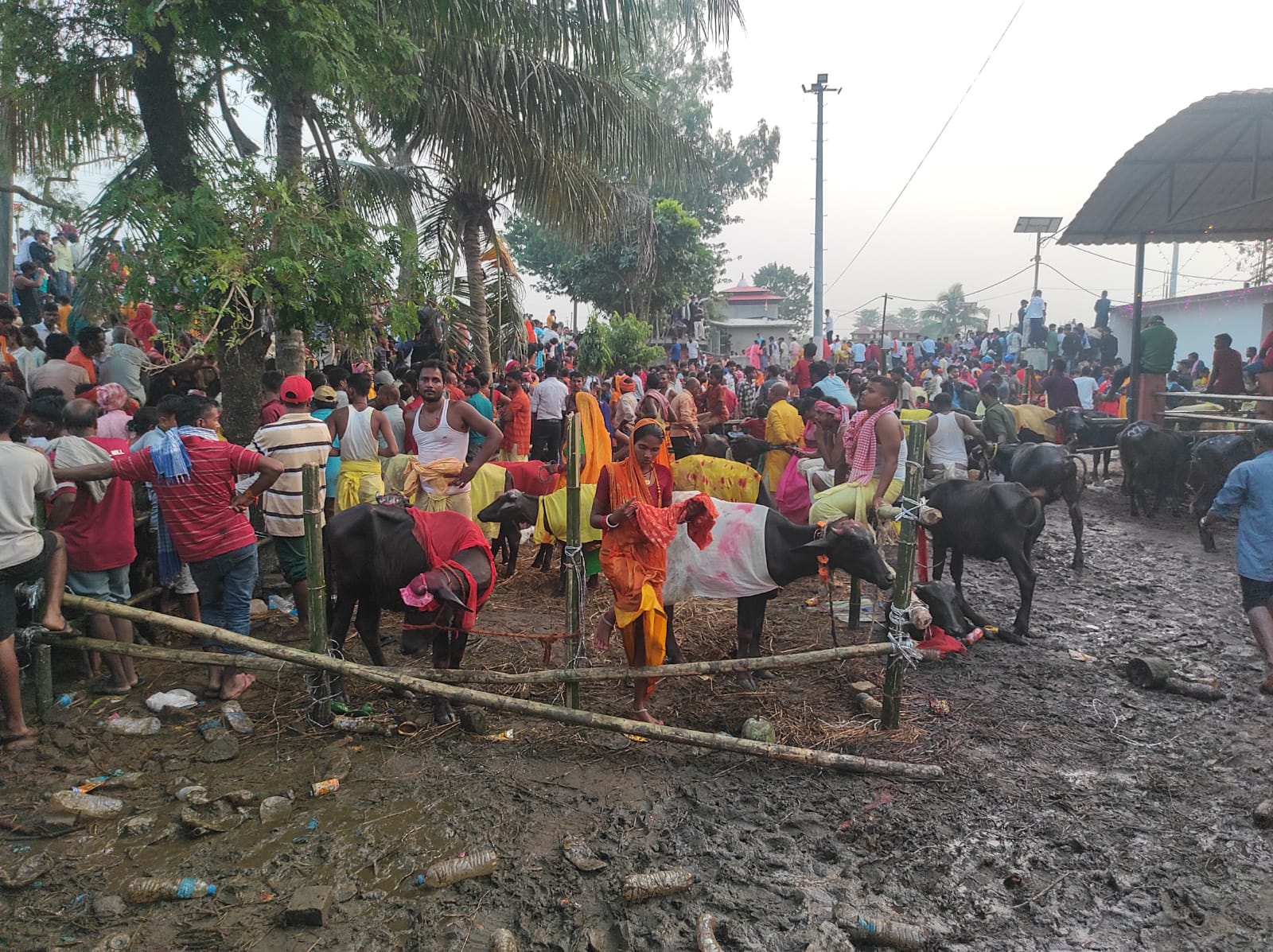 कङ्कालिनी भगवती मन्दिरमा ६२१ वटा राँगाको बलि चढाइयो