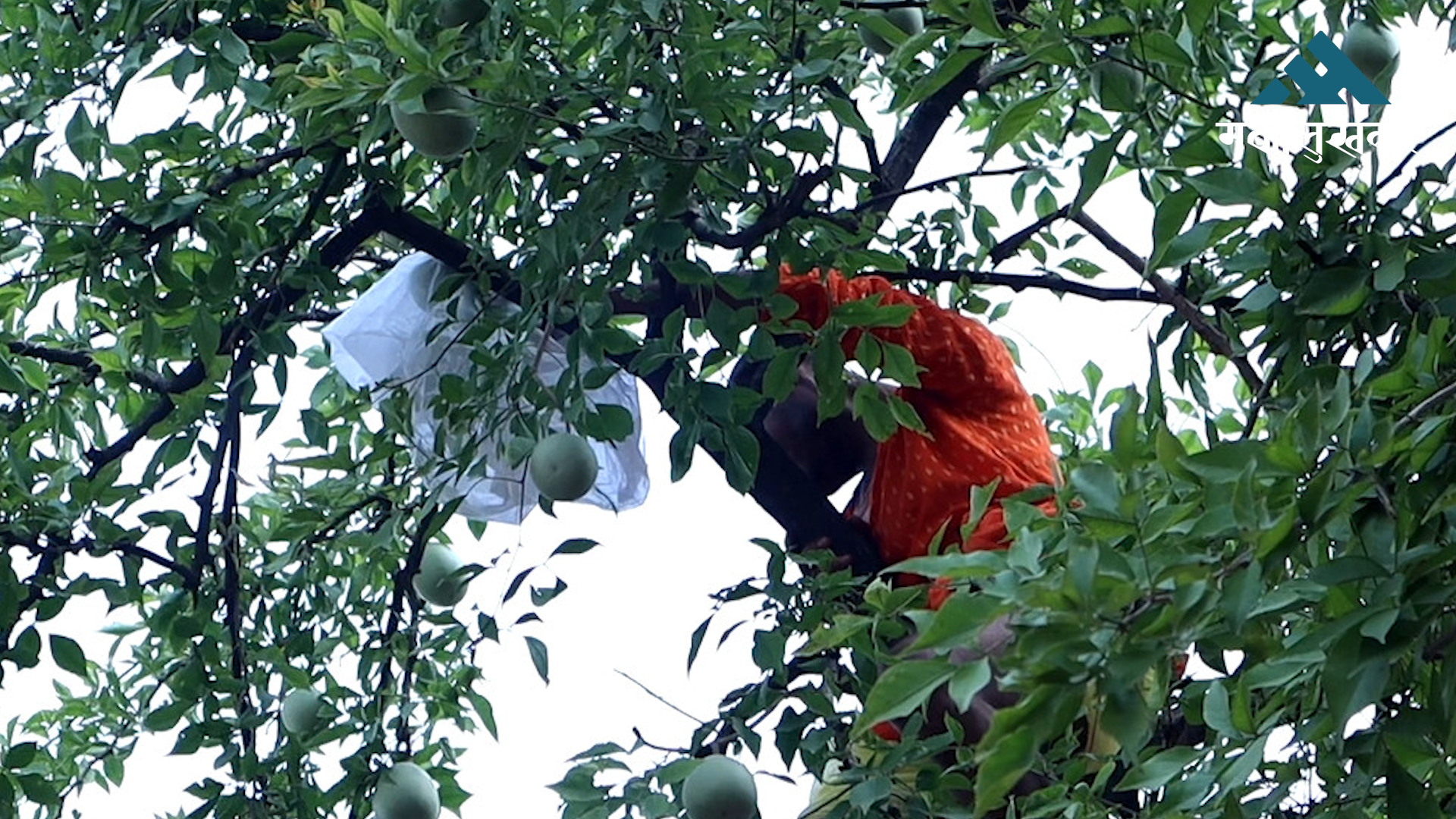 राजदेवी मन्दिरमा बेलतोरी विधिपूर्वक सम्पन्न