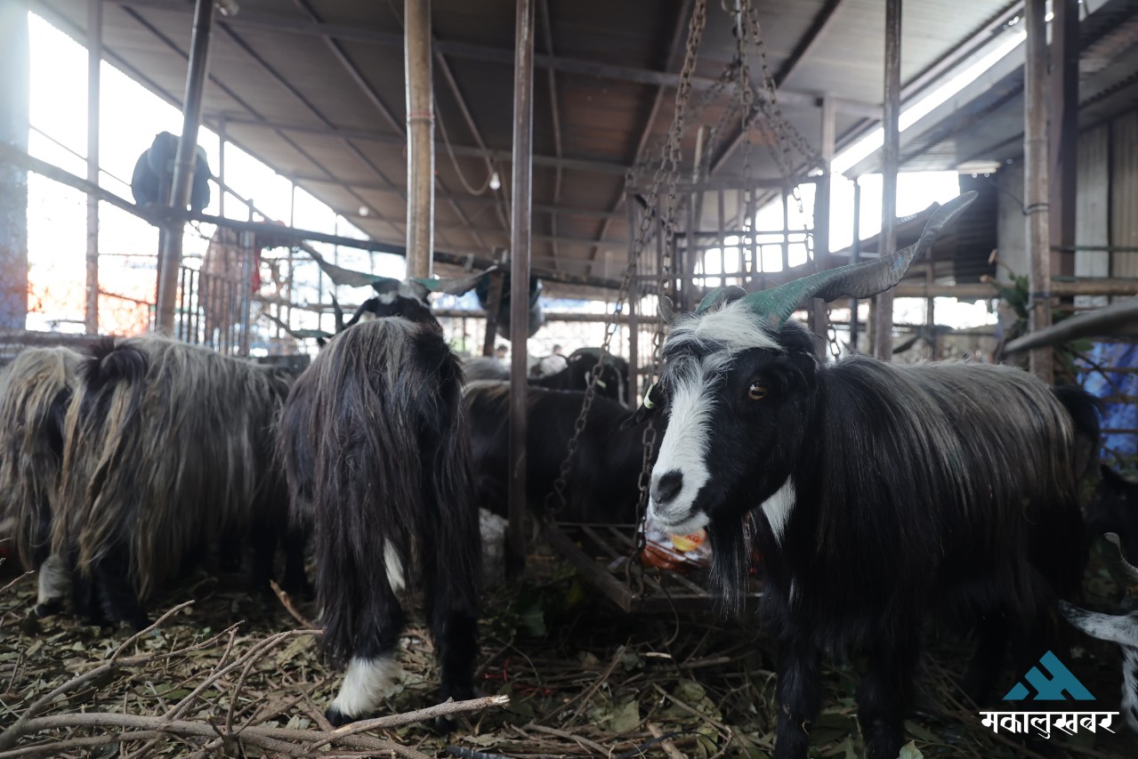 काठमाडौँ आइपुगे मुस्ताङका च्याङ्ग्रा (तस्बिरहरु)