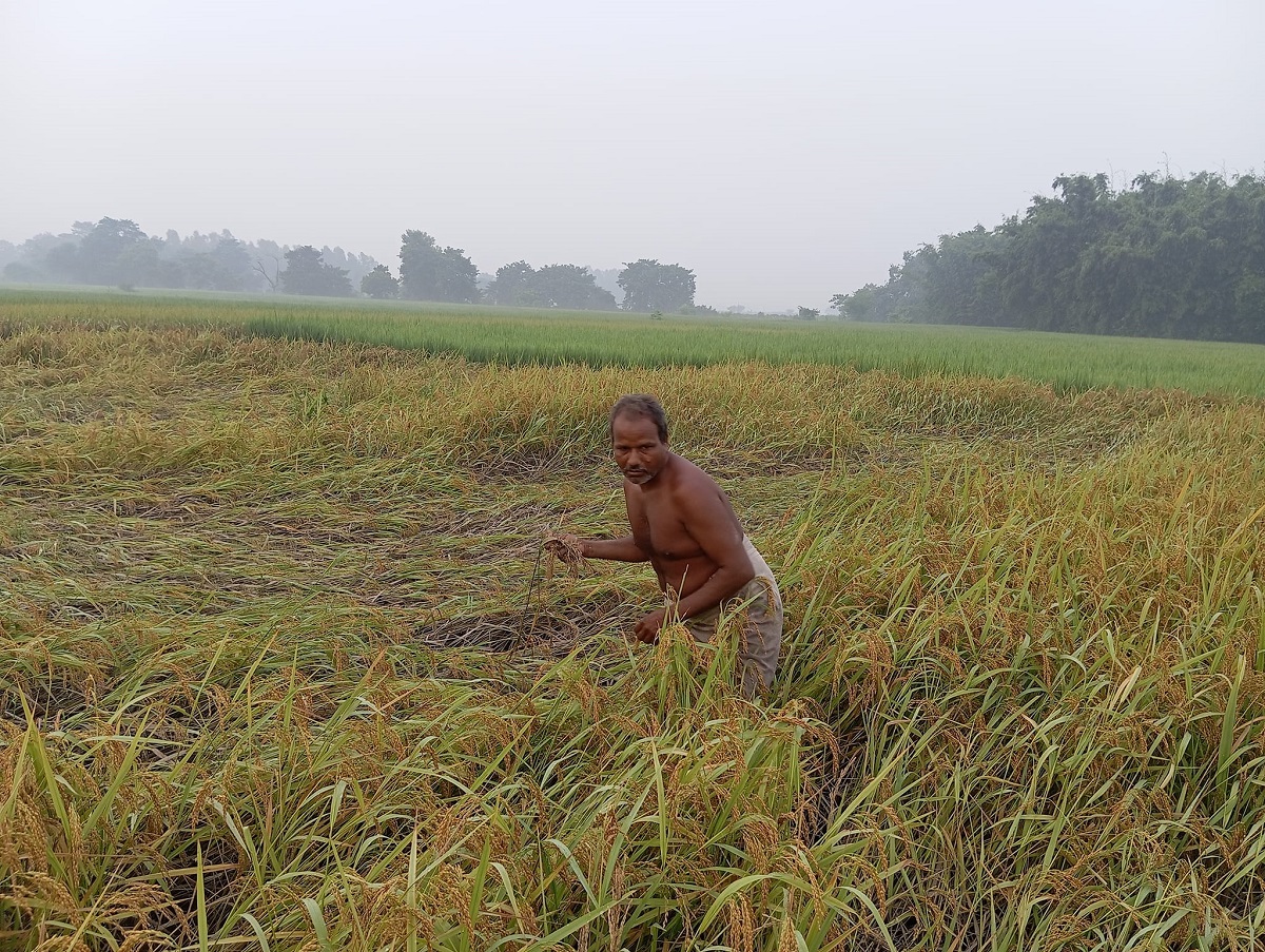 ‘यसपटकको दसैँ दशा भएर आयो’
