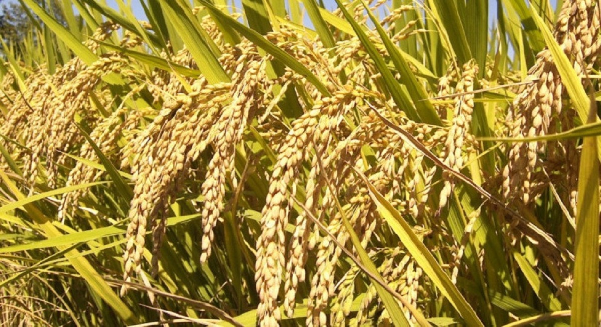 मोरङमा चैते धानको उत्पादन वृद्धि, मूल्यमा गिरावट