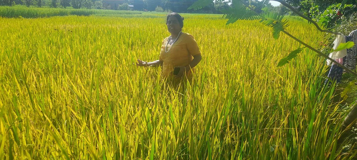 पसाउन लागेका धानको बोट सुक्न थालेपछि कृषक चिन्तित