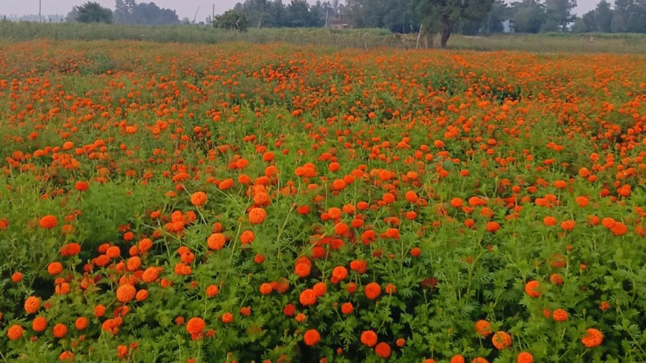 दसैँ, तिहार र छठमा मधेसमा मात्रै पाँच करोडको फूल किनबेच