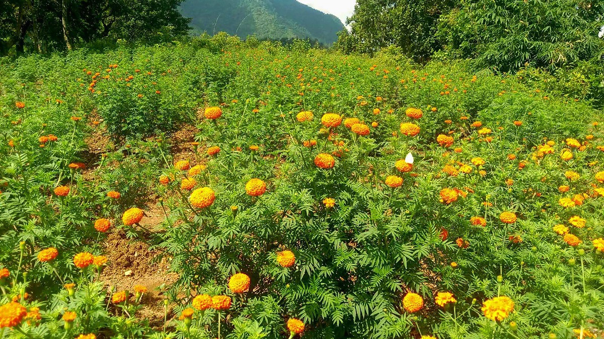 तनहुँमा उत्पादित सयपत्री बिक्रीका लागि तयार
