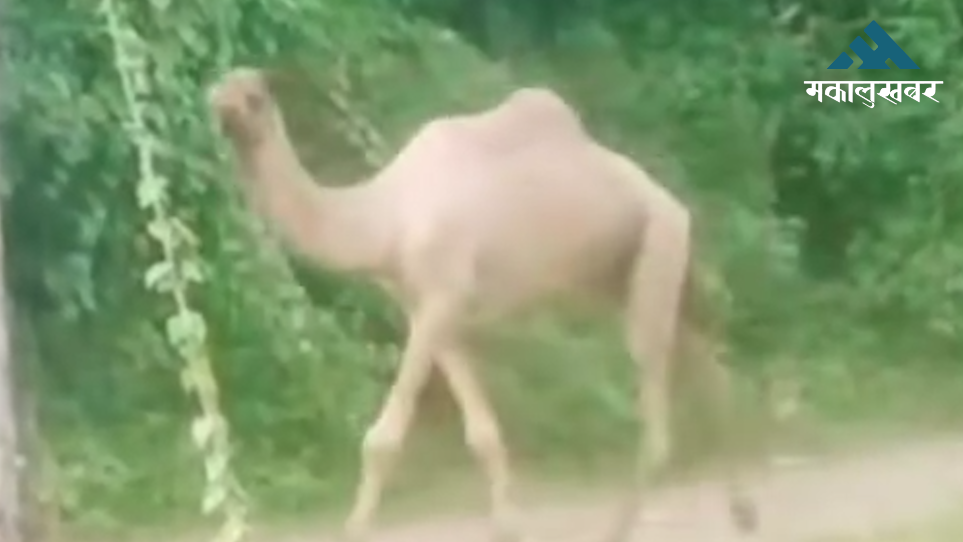 सिन्धुलीमा भेटियो उँट (भिडिओ)