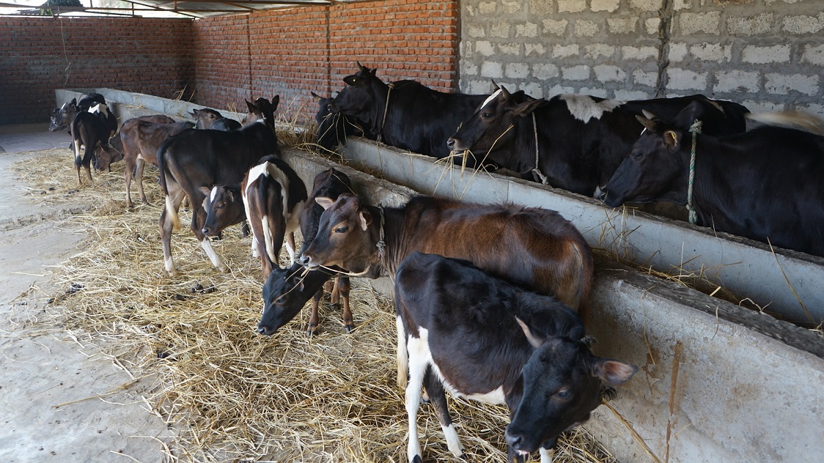 गौशालामा गाई मर्न थालेपछि व्यवस्थापनका लागि आग्रह