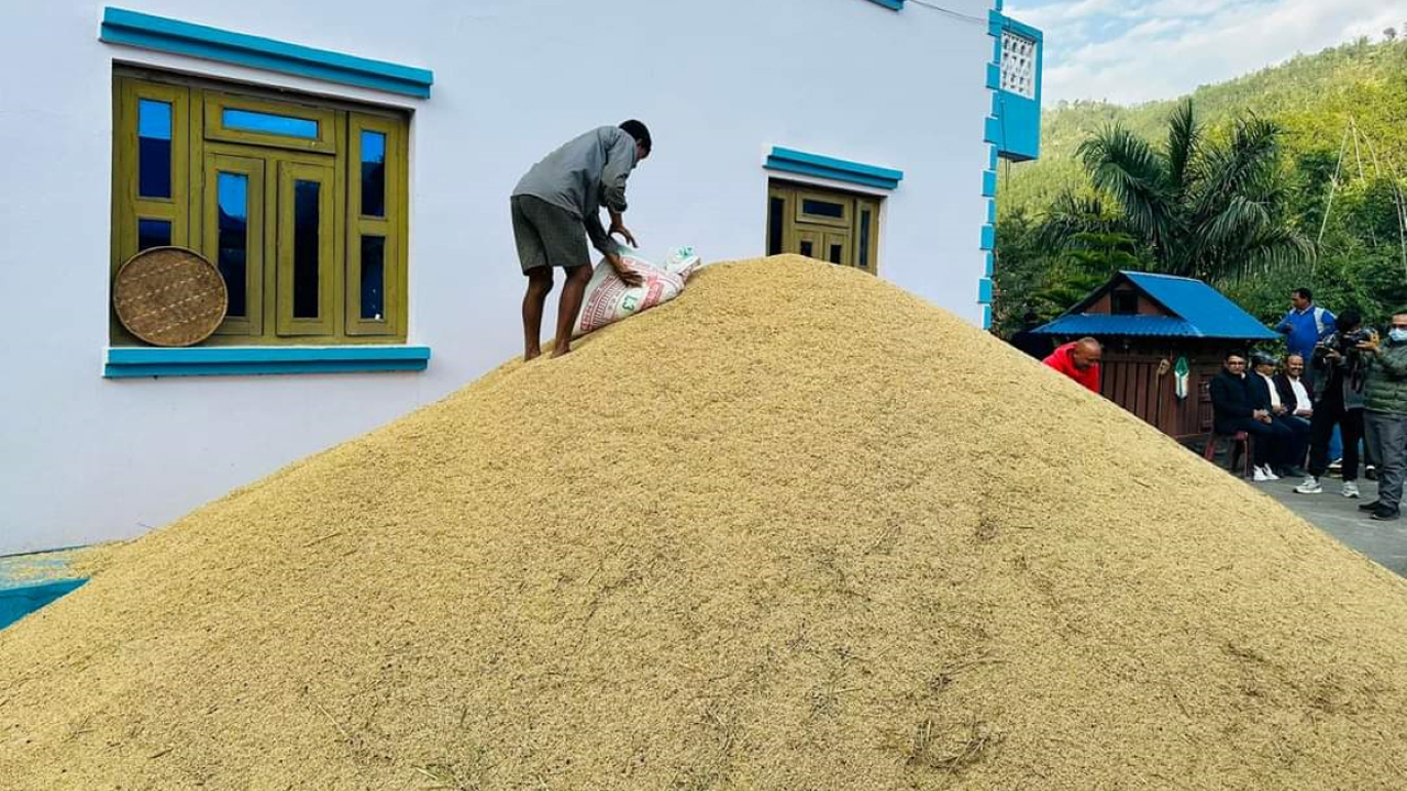 एउटै व्यक्तिले फलाए चार सय मुरी धान