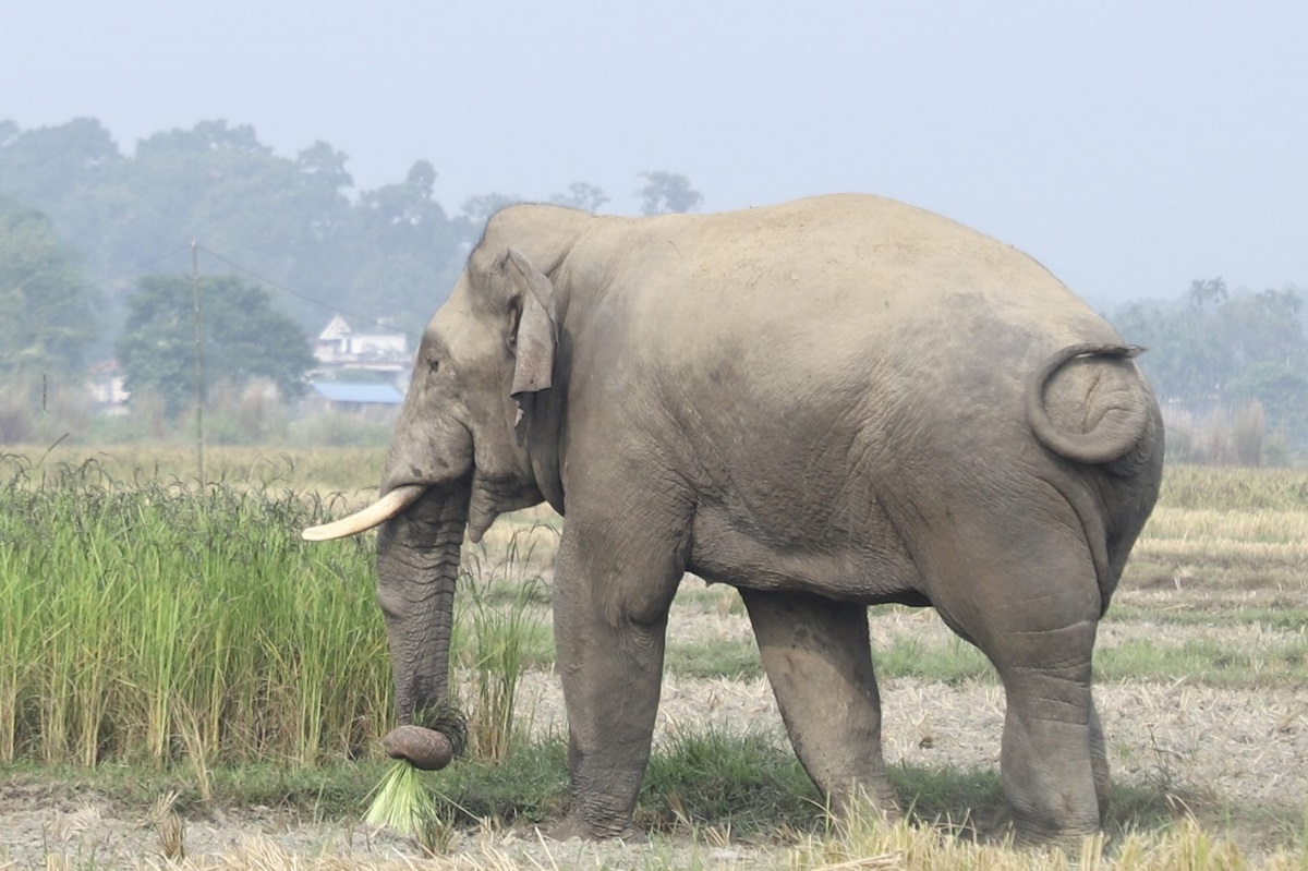 हात्तीको उपद्रो रोक्न भत्किएका विद्युतीय घेराबेरा मर्मत गरिँदै