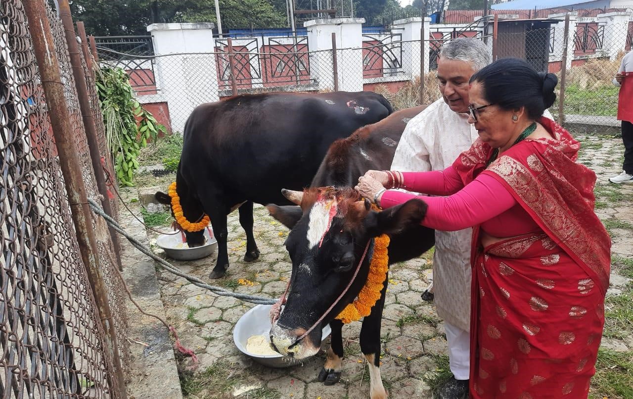 यमपञ्चकको चौथो दिन विधिपूर्वक गरियो गाई पूजा