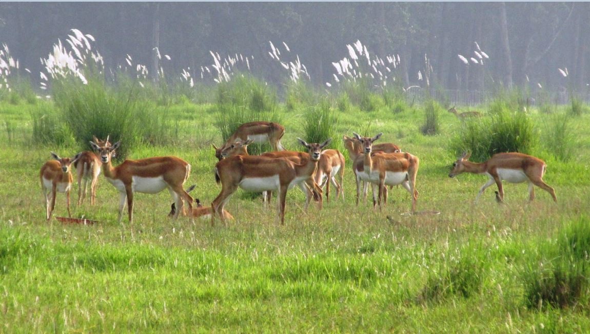 अठार वटा कृष्णसार स्थानान्तरण गरिने